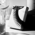 Spine
